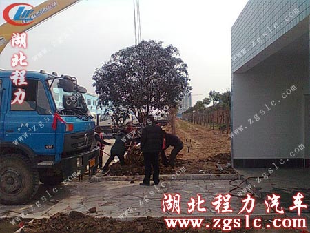 固定樹苗 固定樹苗