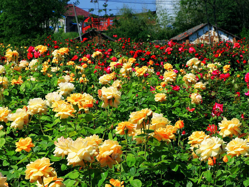 程力專(zhuān)用汽車(chē)股份有限公司 程力專(zhuān)用汽車(chē)股份有限公司